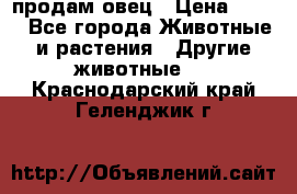  продам овец › Цена ­ 100 - Все города Животные и растения » Другие животные   . Краснодарский край,Геленджик г.